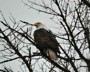 white tailed bald eagle