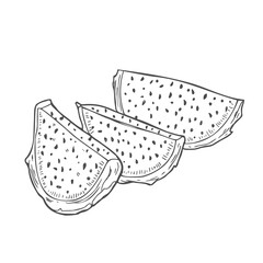 Dragon fruit slices in vector sketch. A piece of pitahaya