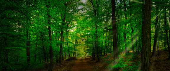 Obraz premium Broad leaf trees forest at spring daylight