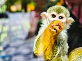 yellow billed hornbill
