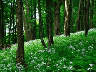 Broad leaf trees primeval forest at spring daylight