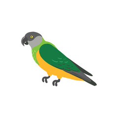 vector drawing bird, hand drawn senegal parrot, isolated nature design element