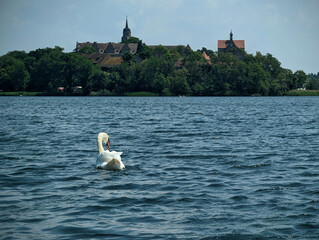 Swan