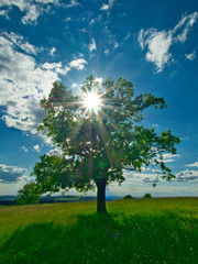 Obraz premium Green meadow at spring daylight