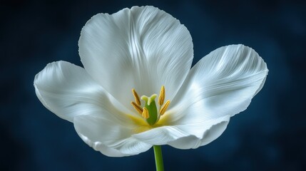 Close-up of a pristine white tulip