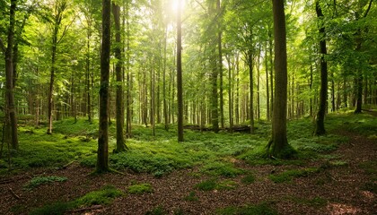 Obraz premium green woods panorama natural wilderness landscape