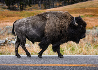 american bison in yellowstone national park