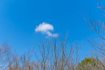 冬枯れの樹枝と青空に浮かぶ一片の雲