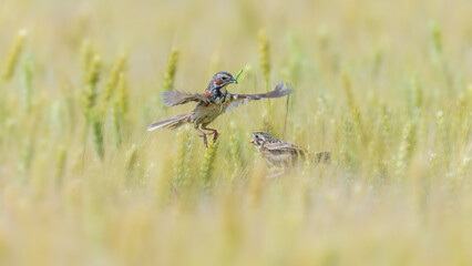 dragonfly on a grass