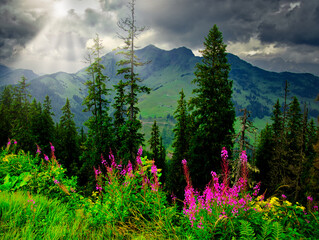 Colorful mountain meadow flowers during summer day near Saalbach Hinterglemm Leogang ski resort, green meadows, mountains, dramatic sky, clouds, Creative post processing
