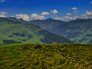 Cows in mountains near Saalbach Hinterglemm Leogang ski resort during summer day , Creative post processing