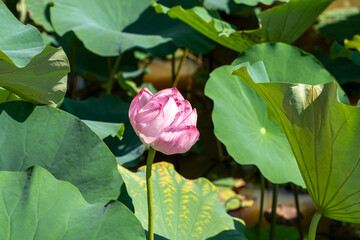 日差しを浴びるハスの花