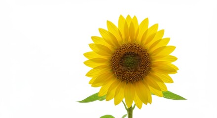 Fototapeta premium Single sunflower against white background