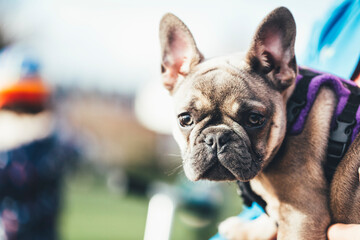 French Bulldog Puppy