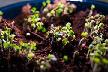 Close-up of microgreens plants. Green leaves of vegetable greens. Home gardening. Eco lifestyles