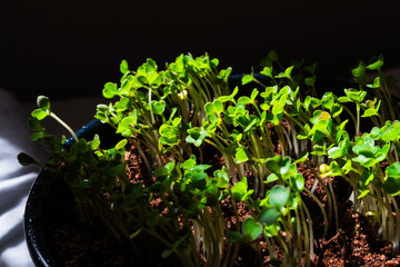 Close-up of microgreens plants. Green leaves of vegetable greens. Home gardening. Eco lifestyles