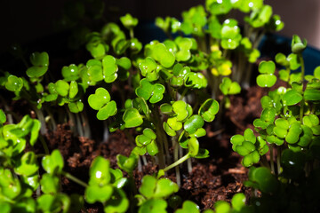 Close-up of microgreens plants. Green leaves of vegetable greens. Home gardening. Eco lifestyles