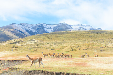 Guanacos observing in Torres del Paine, Patagonia. Wildlife in their natural habitat. Serene nature & travel.