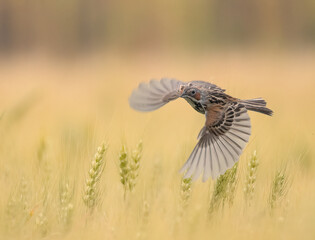 bird on a meadow