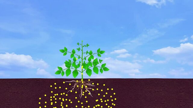 Animated plant fertilization process showing foliar spray and nutrient absorption through roots, ideal for educational and agricultural content creators