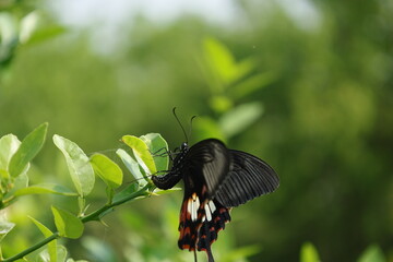 black swallowtail butterfly