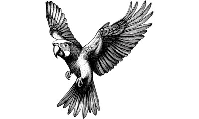 Parrot Flying Line Art, Old Style Bird Engraving, Vintage Wildlife Print, Rustic Ornithology Illustration, Monochrome Nature Sketch, Retro Fauna Art, detailed animal linework,