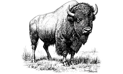 Vintage Bison Line Drawing, Rustic Prairie Wildlife Sketch, Antique Mammal Engraving, Nature Etching in Monochrome, Old Style Animal Illustration, black and white ink art, © Vintage studio