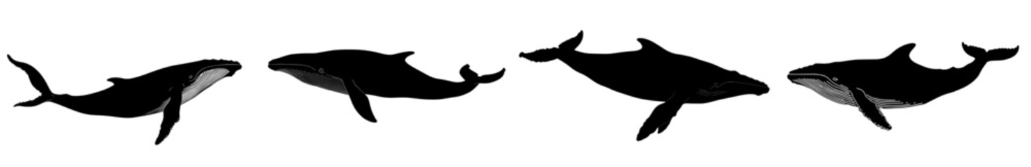 A contemporary silhouette of a black blue whale is set against a white backdrop