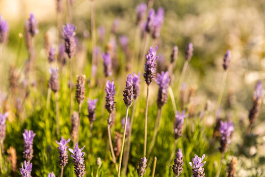 Lavande en fleur en gros plan dans un champ ensoleill&eacute;