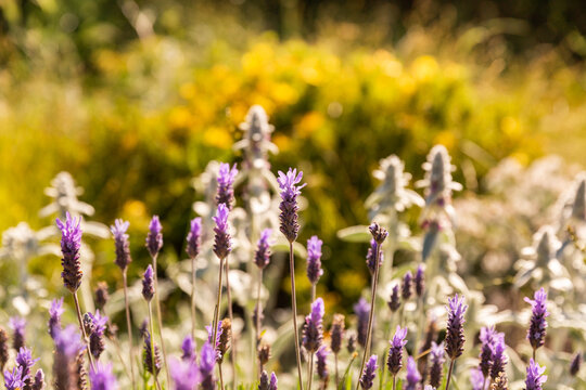 Lavande en fleur en premier plan dans paysage floral