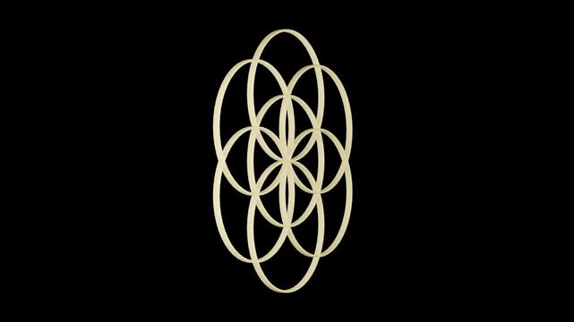 flower and seed of life animation on transparent background. Video footage 4K.