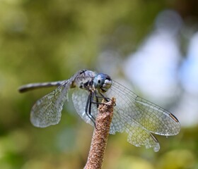Dragonfly macro