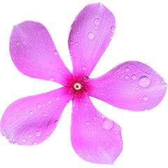 Pink flowers with water drops after rain represent brightness, freshness and life.(transparent background )