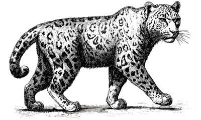 Snow Leopard Walking Gracefully, Vintage Mountain Cat Drawing, Hand-drawn Illustration in Old Engraving Style, Rustic Wildlife Art, Black Sketch Effect, Antique Wall Decor, nature art print