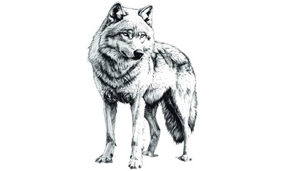 Hand-drawn Arctic Wolf in vintage engraving style, monochrome wildlife art, retro sketch for winter decor, trendy black sketch, wilderness mammal, classic nature illustration, cold habitat