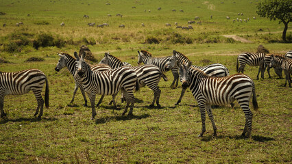 Zebra in Masai Mara, Kenya