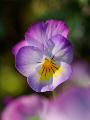Kleine Blüten von Stiefmütterchen im Mai, Gegenlicht soft Fokus