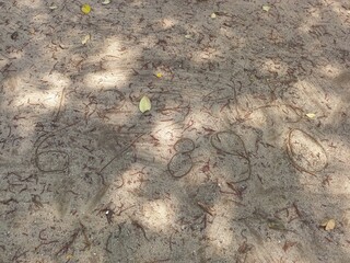 Intricate Winding Trails on Textured Sandy Ground