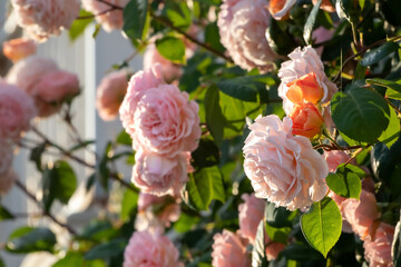Flowering bush of David Austin roses.