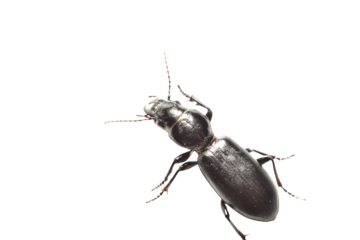 Black ground beetle on PNG background, top view.