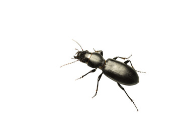 Black ground beetle on PNG background, top view.