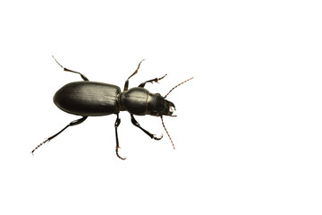 Black ground beetle on PNG background, top view.