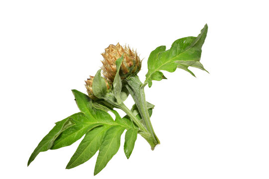 Branch of Cynara cardunculus L flower lies on PNG background.