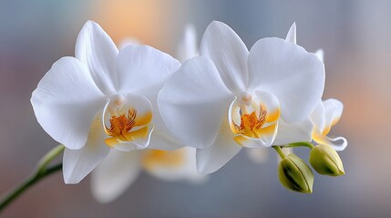 Obraz premium Delicate white orchids blossom against a soft, blurred background. Petals elegantly curve