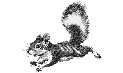 Hand-drawn Flying Squirrel Vintage Engraving, Rustic Wildlife Art Print, Monochrome Etching, Retro Nature Sketch, Forest Mammal Illustration, antique style, trendy wildlife decor © Vintage Studio