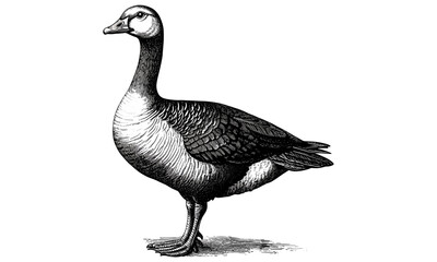 Hand-drawn vintage farm bird illustration, goose standing alert, monochrome engraving, rustic wildlife print, black sketch, trendy vintage style, feathered animal art, antique nature drawing