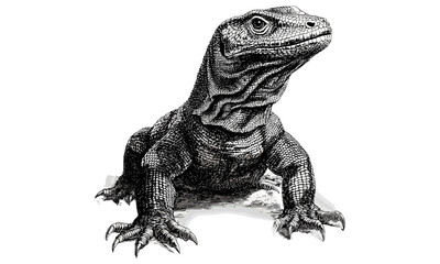 Obraz premium Vintage Komodo Dragon engraving, hand-drawn monochrome reptile sketch, exotic wildlife illustration, old etching style, trendy decor art, natural history print, animal anatomy study