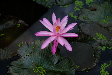 Pink Lotus Flower in Pond with Water Lilies Background