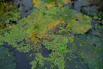 Water Lilies Floating on a Pond