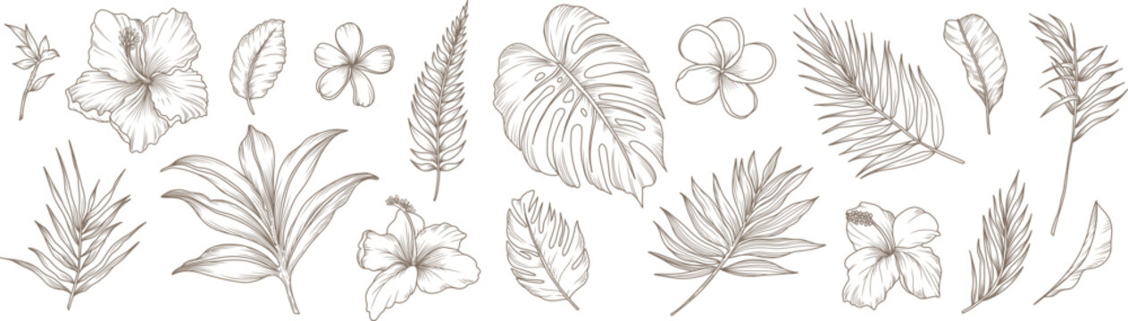 Collection of tropical flowers, branches and leaves. Hand drawn line art exotic plants. Vector elegant botanical illustration, sketch